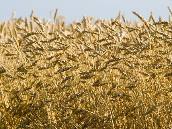Пшеница . — стоковое фото