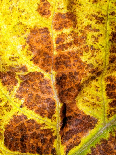 Leaf closeup background. — Stock Photo, Image