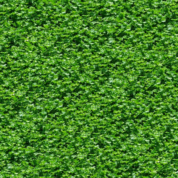 Sömlös grönt gräs mönster. — Stockfoto