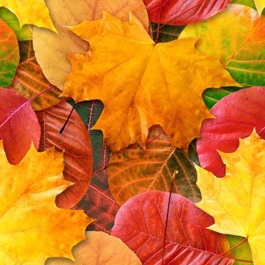 Fall leafs seamless background. clipart