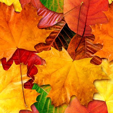 Fall leafs seamless background. clipart