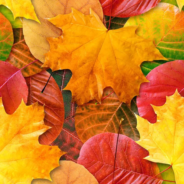 Осенние листья бесшовный фон . — стоковое фото