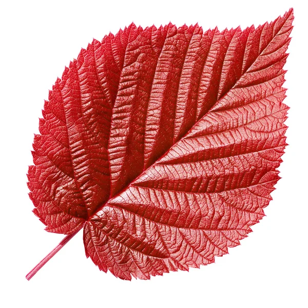 Красный лист . — стоковое фото