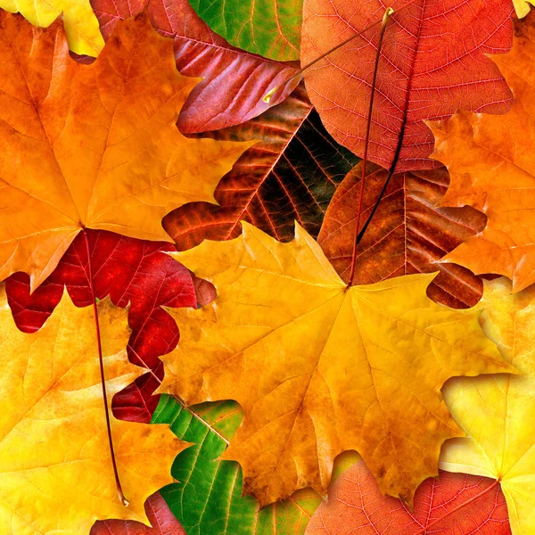 Na podzim listy bezešvé pozadí. — Stock fotografie