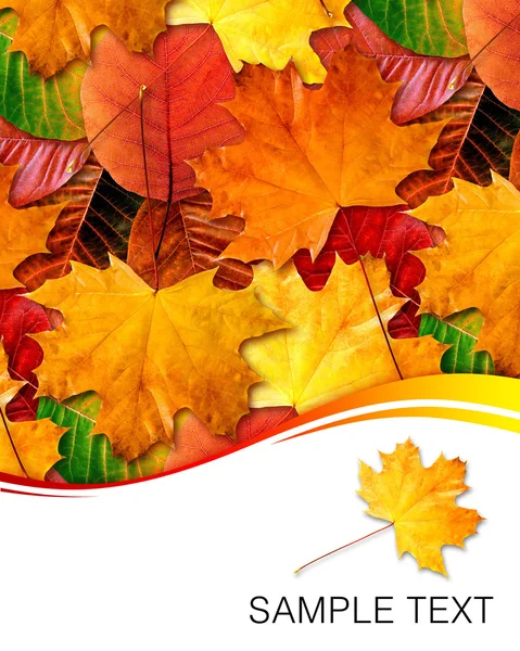 Hösten leafs. — Stockfoto
