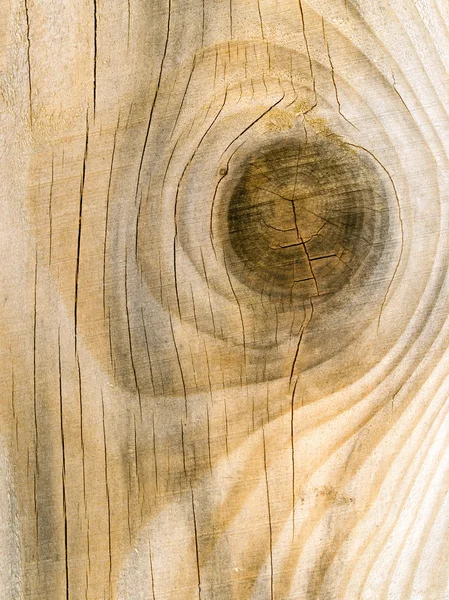 Nodo di legno . — Foto Stock