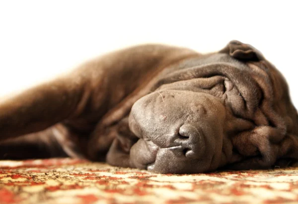 Stock image Shar-pei