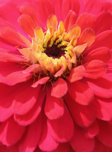 Stock image Flower closeup