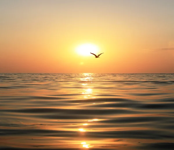 Mar, pôr do sol e gaivota — Fotografia de Stock