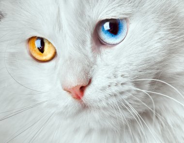 Varicoloured eyes white cat clipart