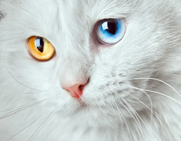 Varicoloured ögon vit katt — Stockfoto