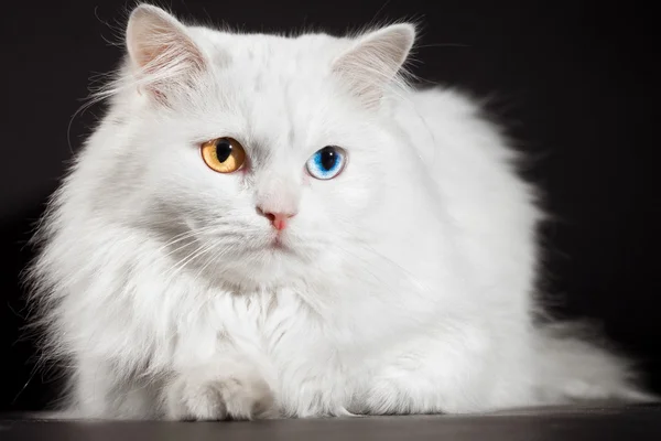 五颜六色的眼睛白色猫 — 图库照片