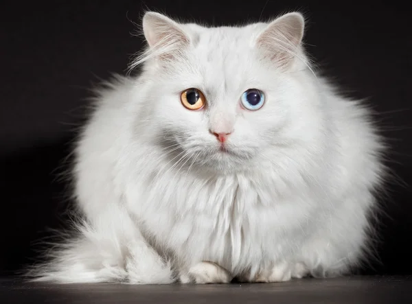 Varicoloured eyes white cat — Stock Photo, Image