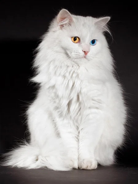 Різнокольорові очі білий кіт — стокове фото