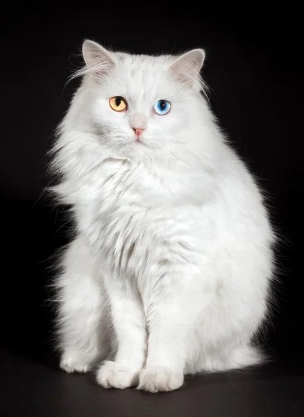 Gekleurde ogen witte kat — Stockfoto