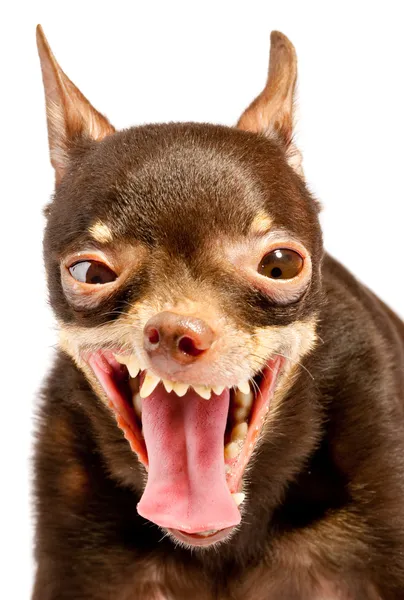 Russo brinquedo-terrier.Ridiculous cão — Fotografia de Stock