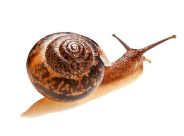 Snail (edible snail) clipart