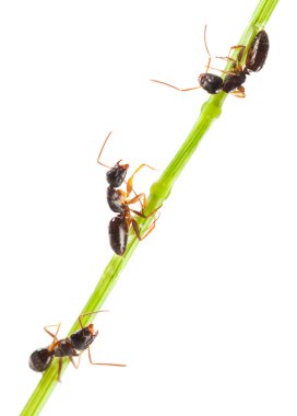 Ants clipart