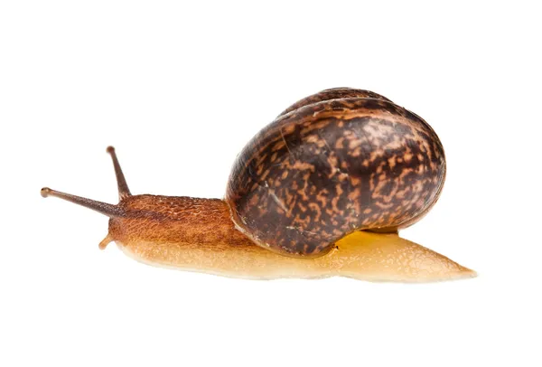 Snail (edible snail) — Stock Photo, Image