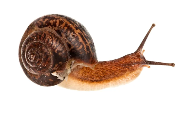 蜗牛 (食用蜗牛) — 图库照片