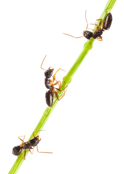Ameisen — Stockfoto