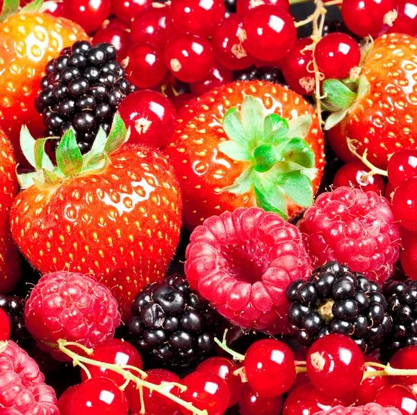 Berryfélék — Stock Fotó