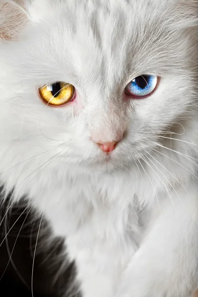 Různobarevné oči bílá kočka — Stock fotografie