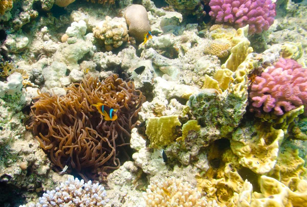 Anemonefish - Rudé moře — Stock fotografie