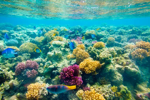 Recifes de Corais Tropicais. Mar Vermelho — Fotografia de Stock