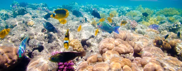 Tropikalnej rafy koralowej. Morze Czerwone — Zdjęcie stockowe
