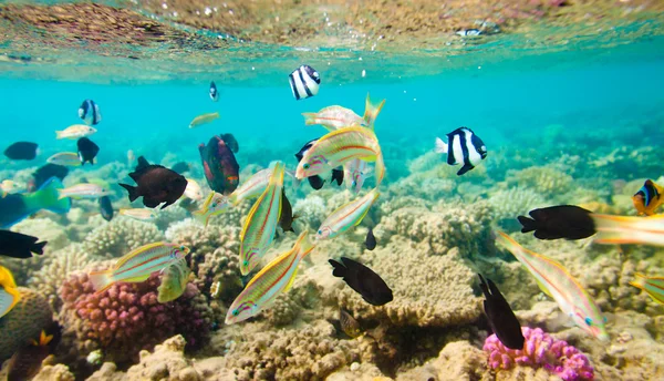 Tropické korálový útes. Rudé moře — Stock fotografie