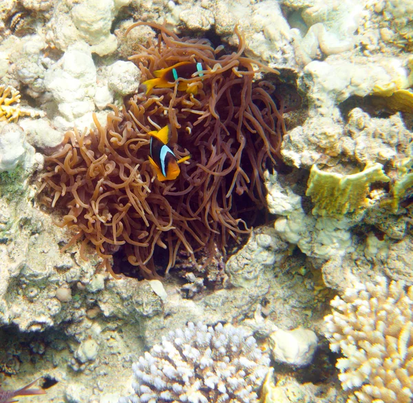 Anemonefish-红海 — 图库照片