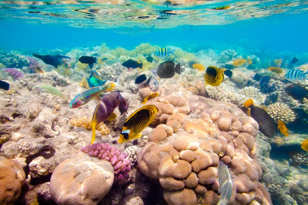 Tropiska korallrev. Röda havet — Stockfoto