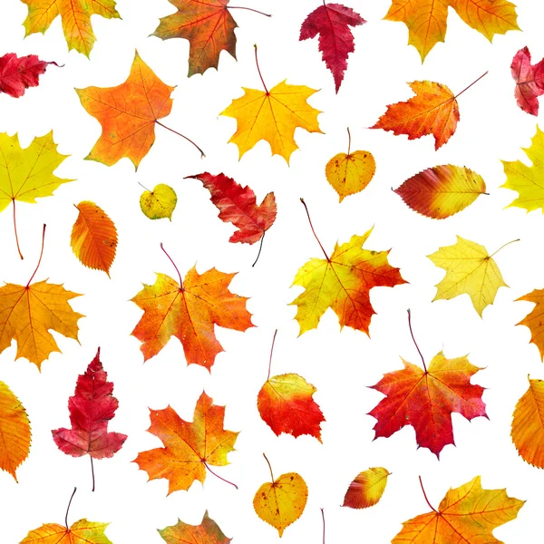 Folhas de outono sem costura em um fundo branco — Fotografia de Stock