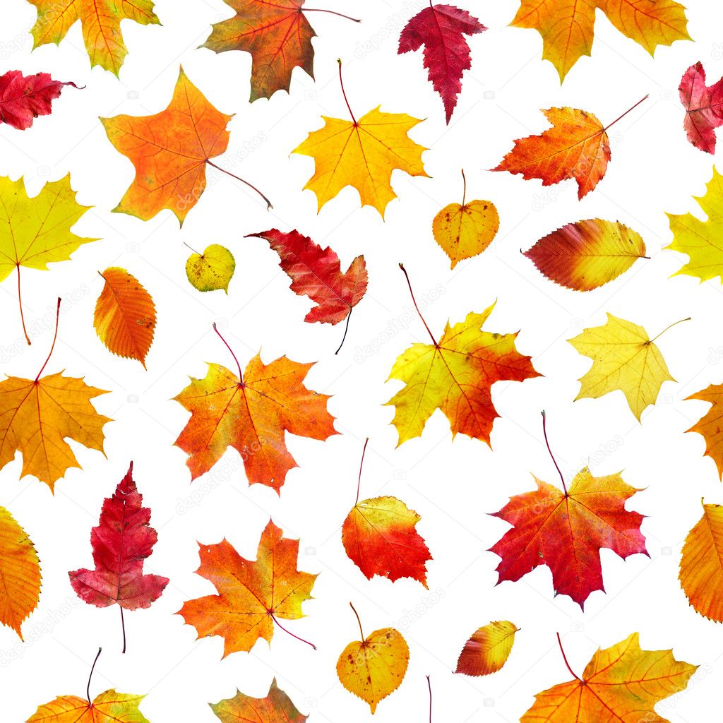 Seamless autumn leaves on a white background