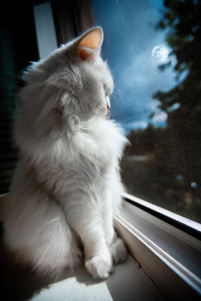 Kot siedzieć przy oknie — Zdjęcie stockowe