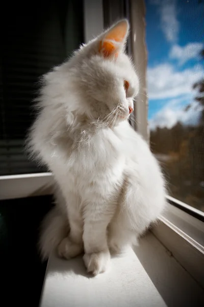 Γάτα κάθεται δίπλα στο παράθυρο — Φωτογραφία Αρχείου