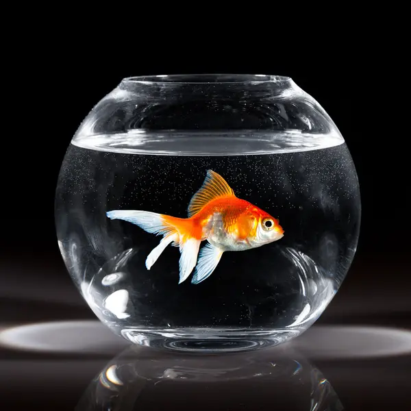 Goldfish — Stock Photo, Image