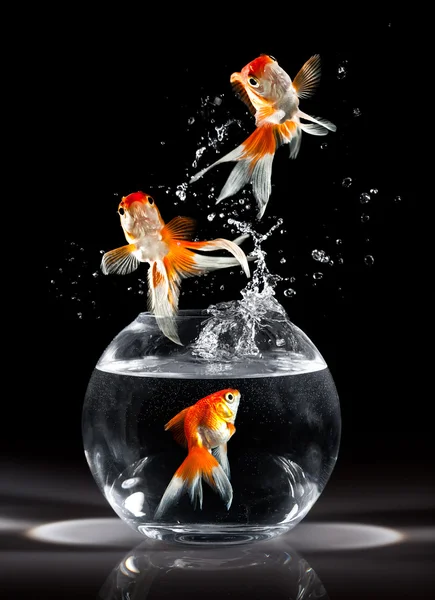Peixes dourados salta — Fotografia de Stock