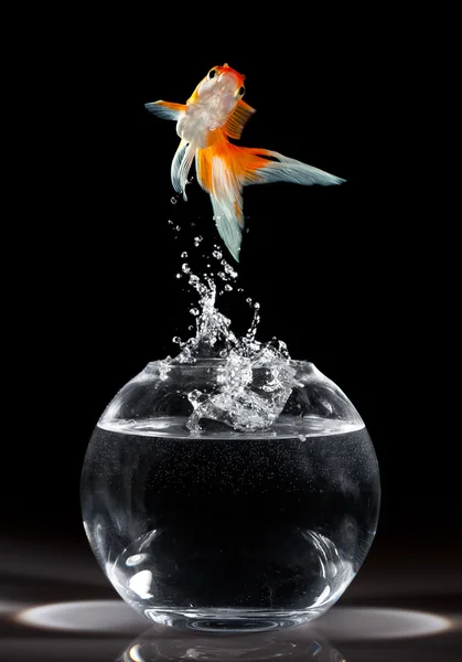 Guldfisk hoppa — Stockfoto