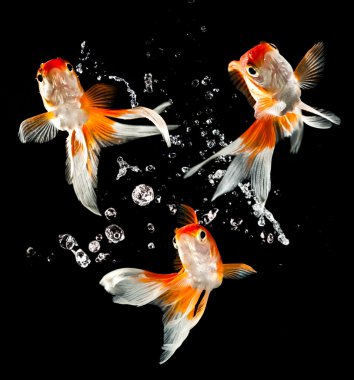 Goldfish clipart