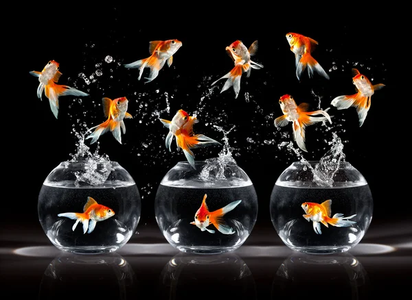 Goldfishs salta — Foto de Stock