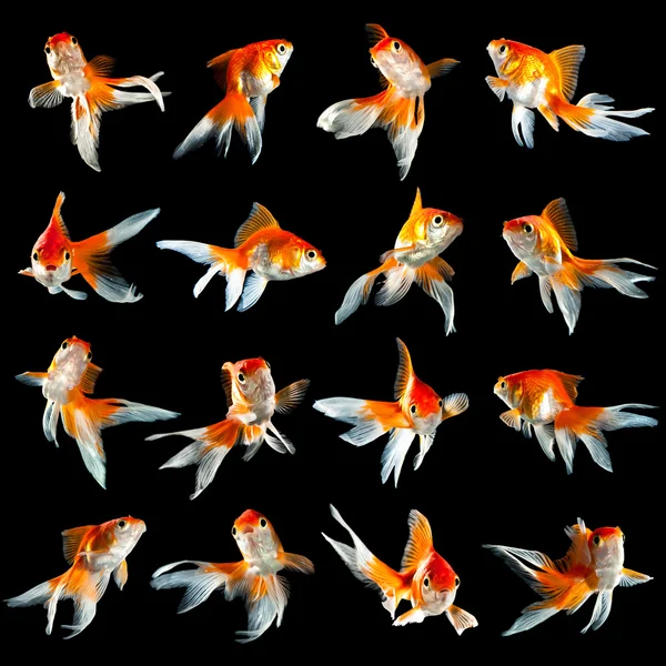 Шестнадцать золотых рыбок — стоковое фото