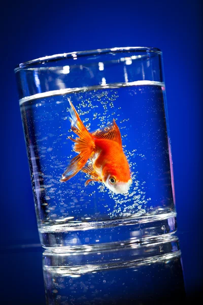 Χρυσό μικρό ψάρι σε ένα ποτήρι νερό — Φωτογραφία Αρχείου