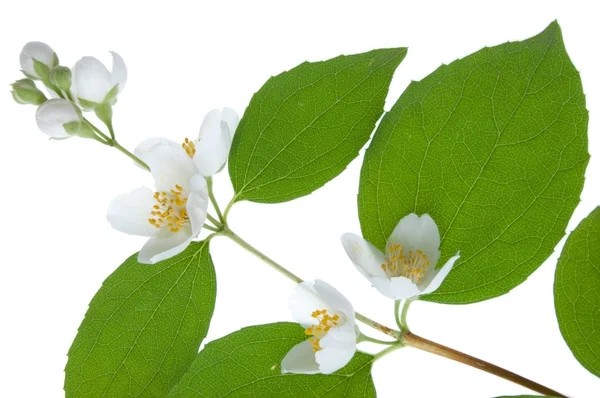 Βερίκοκο blossom — Φωτογραφία Αρχείου