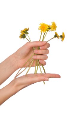 Sarı dandelions