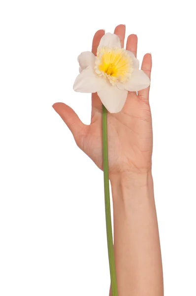 Bílý Narcis — Stock fotografie