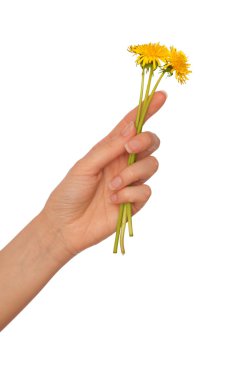 Yellow dandelions clipart