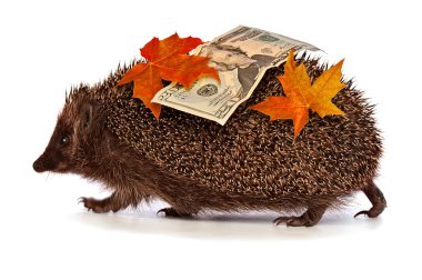 Hedgehog with dollars profit clipart