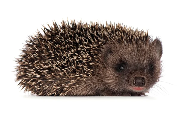 Small hedgehog — Stock Photo, Image